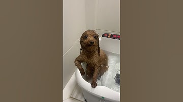 Some dogs run from baths… these ones run into them 😂🛁❤️