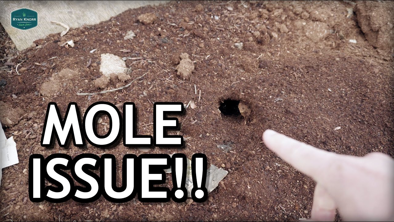 MOLE Issue + My Wife Explains Garden Seed Starting