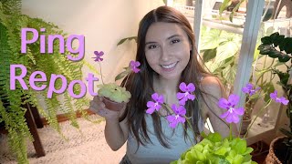 Repotting & Separating my Overgrown Butterworts