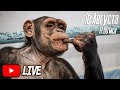 Дан Запашный с шимпанзе и бонобо в Магнитогорском цирке / Dan Zapashny with chimpanzee and bonobo