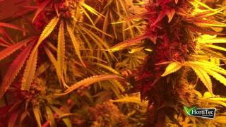 27 SOMANGO#47 y CRITICAL#47 de Positronics: Final del cultivo video 1