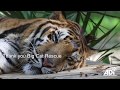 Forever home for ex-circus tigers Max, Kimba and Simba