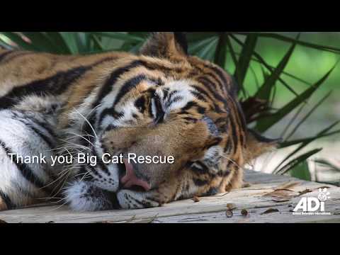 forever-home-for-ex-circus-tigers-max,-kimba-and-simba