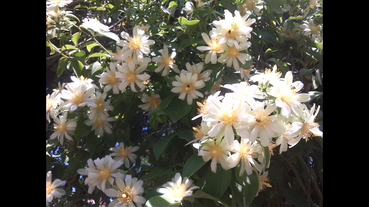 EUPHORBIA LEUCOCEPHALA // NOCHE BUENA BLANCA // PASCUA BLANCA // PASCUITA  // FLOR DE NIÑO// NAVIDAD - YouTube