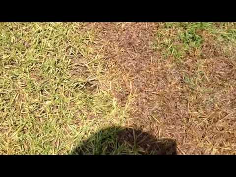 Videó: Bahia Grass Preventer: Tippek a Bahia Grass megelőzésére és megölésére