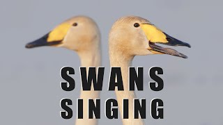 Bird sounds - SWANs singing in the spring lake by Wildlife World 2,479 views 3 months ago 4 minutes, 41 seconds