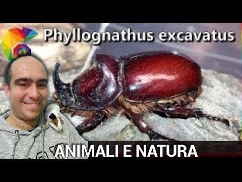 Phyllognathus excavatus: Scarabeo rinoceronte come allevarlo, uno scarabeo bellissimo e curioso.