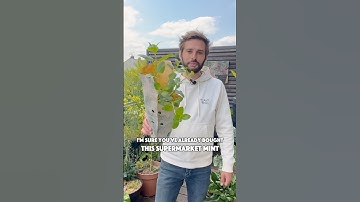 Grow easily your own #Mint in pots & containers 🌱 #gardening #growyourownfood