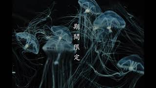 Geisha Neko - 期間限定