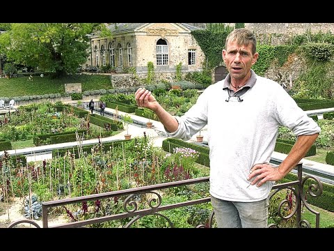 Vidéo: Planter la vesce couronnée : apprenez à utiliser la vesce couronnée pour un jardin naturel ou un paysage en pente