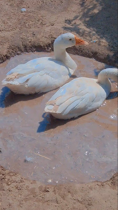 #hijab #live #music #love for you paj viral video