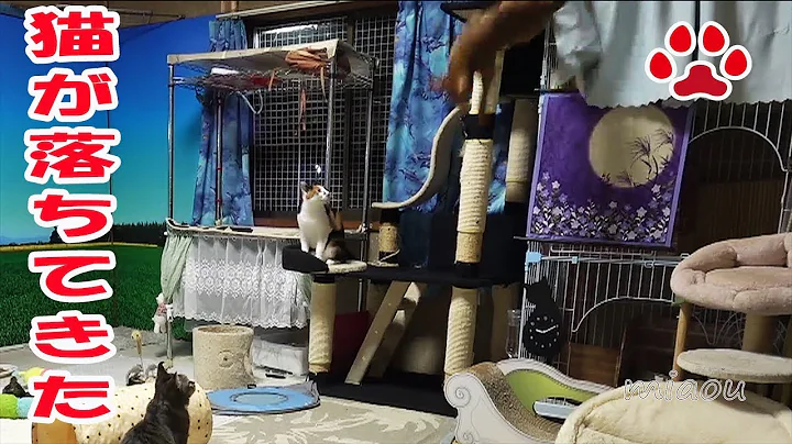 Video 1818831: abyssinian tabby, tabby cat