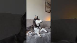 It is NEVER a dull moment with huskies 🤣 #huskylife #huskydog #funnydogs
