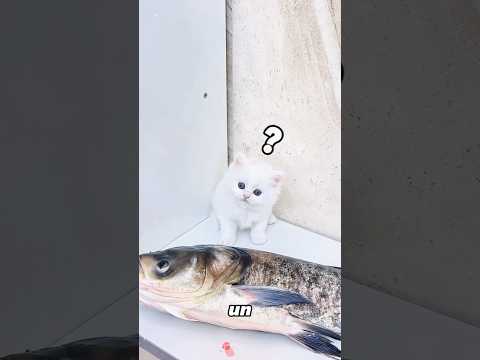 Este hombre sorprendió al gatito. #cute #funny #cat #catvideos