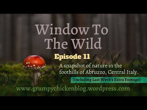 window-to-the-wild-episode-11