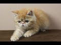 😺 СМЕШНОЙ КОТЕНОК-ЭКЗОТ ЗНАКОМИТСЯ С НОВЫМ ДОМОМ И КОШКОЙ-ХОЗЯЙКОЙ