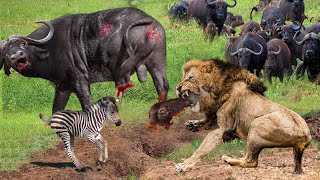When Prey Fights Back | Lions' Hunt Turns Into A Deadly Ambush By Buffalo, Zebra - Lion Vs Zebra