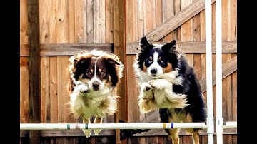 Bar Jump | Dog Trick Tutorial