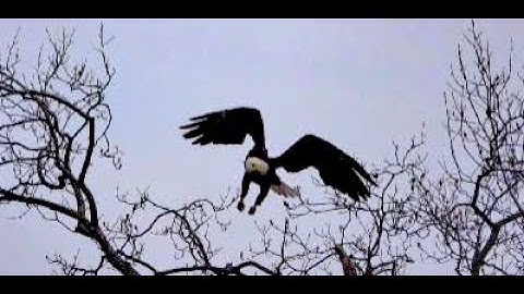 Female Eagle Take off +Male Eagle flying