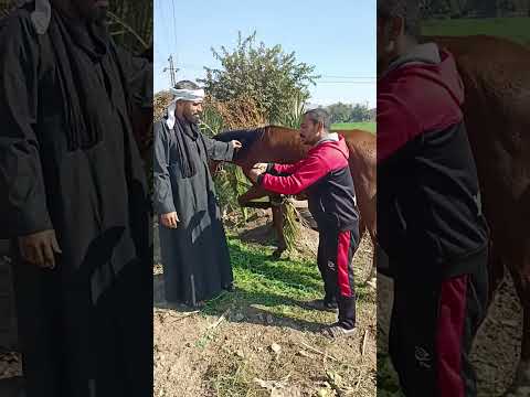 يا صحبي اوعدنى متسنبيش 