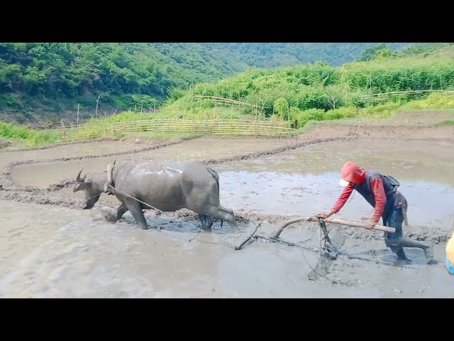 Bajaksawah masih pakai kerbau terasa kembali Ketahun 90 class=