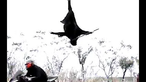 The world's fastest swordsman, Guinness World Record holder, Isao Machii.