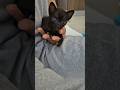 아기처럼 칭얼거리는 새끼고양이 A kitten whining like a baby.