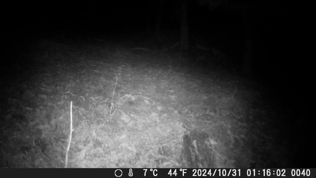 野生動物観察506