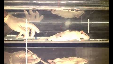 Gait assessment of mouse in MotoRater