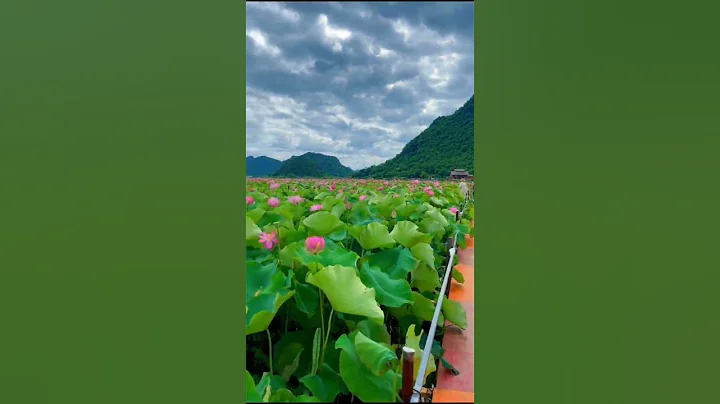 Lotus Flower #plants #lotusflower #flowers #garden - DayDayNews