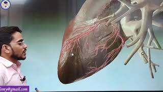 Heart Sound | Anatomy & Physiology | Cardiovascular System | By Brijesh Sir | ICONic Nursing Academy