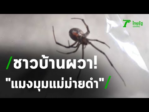 วีดีโอ: แมงมุมแม่ม่ายดำมีชื่อเสียงในเรื่องใด?