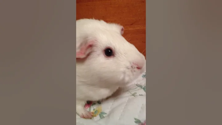 Guinea pig chattering