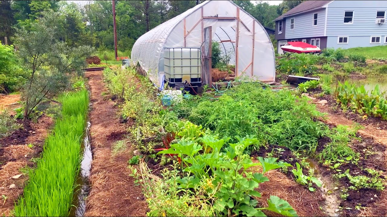 Large Pond Update and More