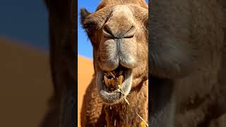 Mouth of steel #shorts #camel #safari #wildlife #WildlifeMoments