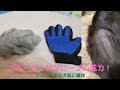 グルーミンググローブ最強！犬猫の毛を完全除去[換毛期に]