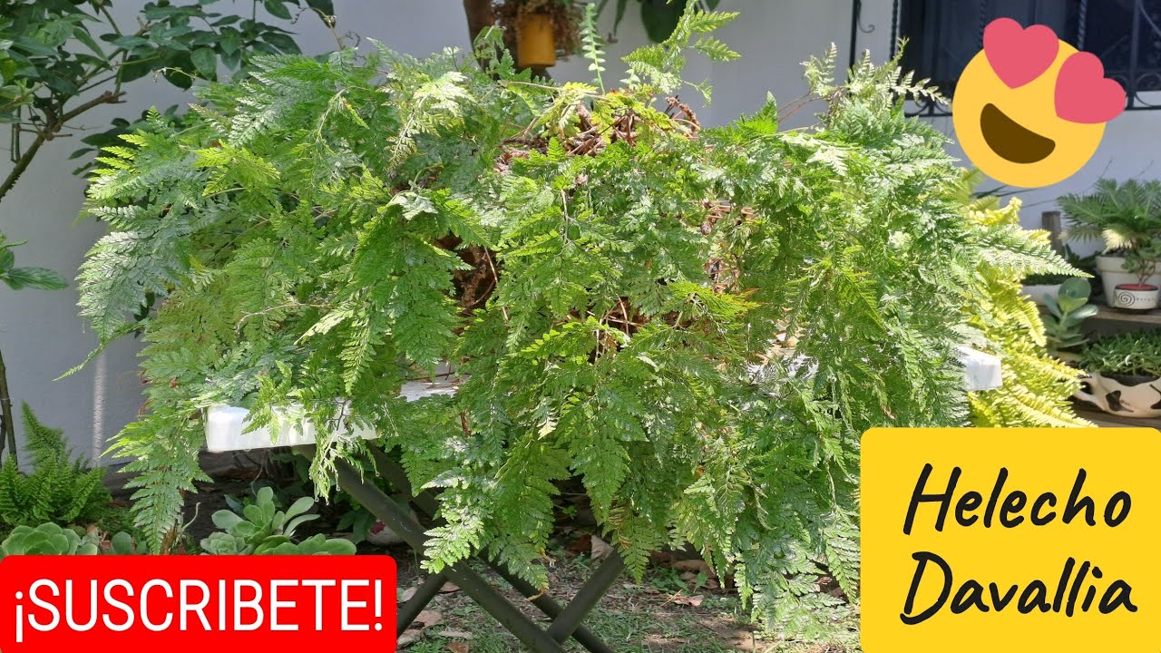 COMO MANTENER hermoso tu HELECHO pata de CONEJO o ARAÑA 😍| El jardín de mis amores  #helechos