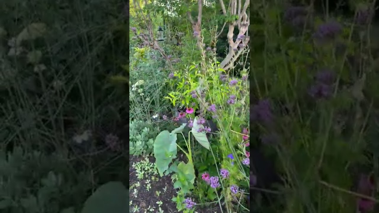 The long border (Perennial garden)
