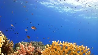 Fish tank aquarium with 2 hours of tropical happy songs and relaxing summer music video
