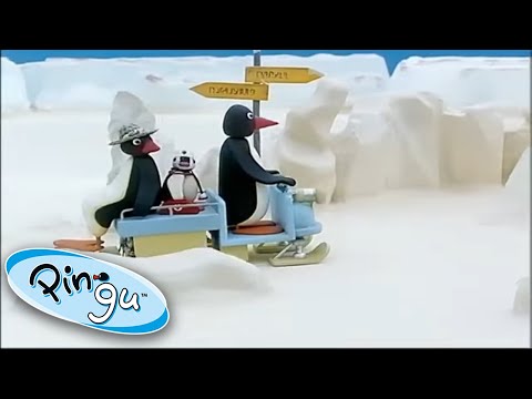 Pingu's Family Rides Around In The Snow! @Pingu - Official Channel | Cartoons for Kids