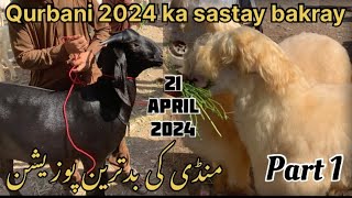 Today Lalukhet Bakra Mandi Me Qurbani 2024 Ka Bakra | 21-April-2024|lalukhetbakramandi viralvideo