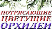 Орхидеи,узамба́рские фиалки,Самара🌺