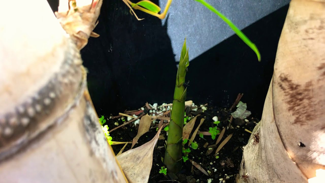 a BAMBOO SHOOT (growing in a pot!) YouTube