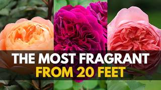 The 4 Most Fragrant Roses That Perfume an Entire Garden