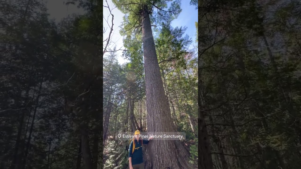 Estivant Pines Nature Sanctuary | Upper Peninsula, Michigan