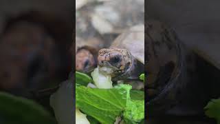 #winston #enjoying his #fruit #redfoottortoise #tortoise #hyporedfoot #babytortoise #cute
