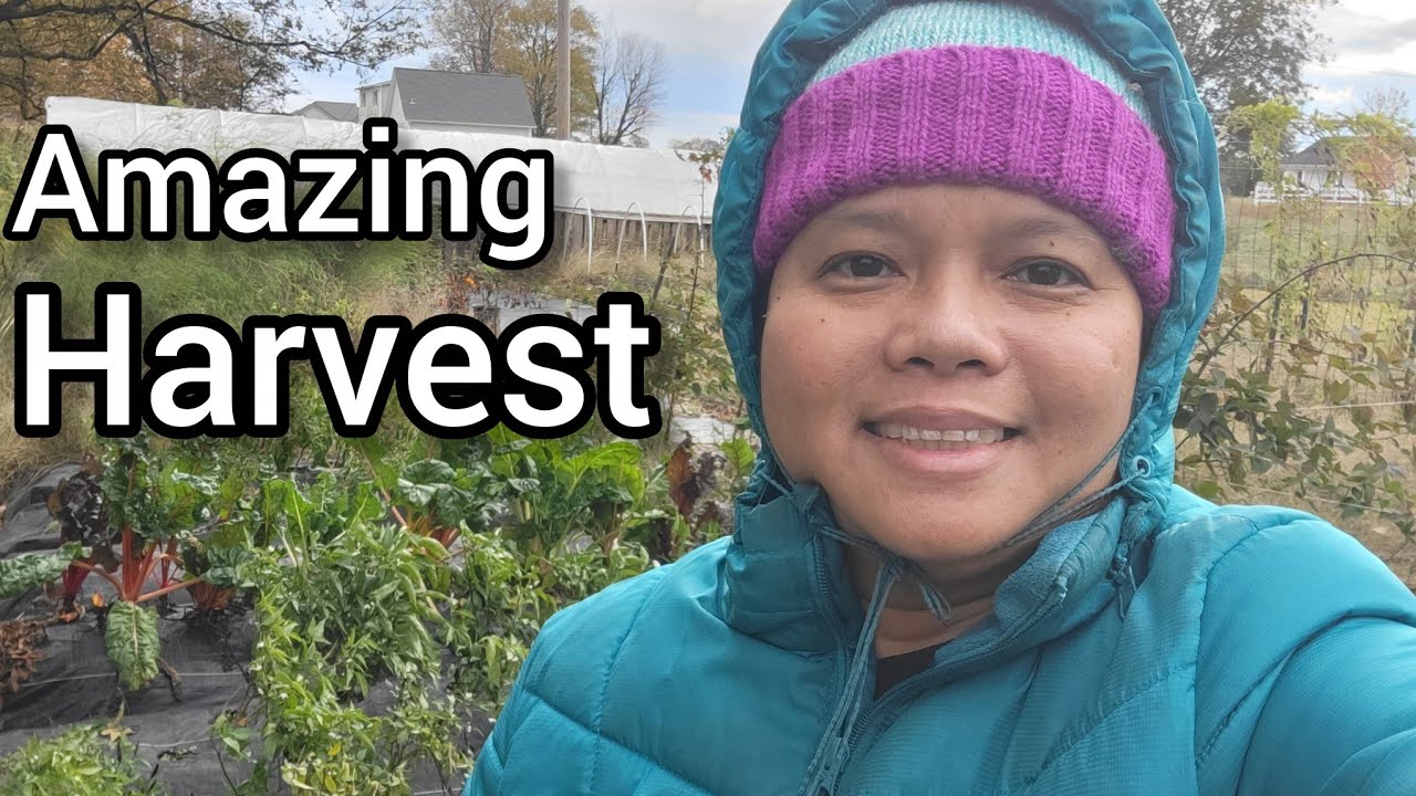 Конец сезона сбора урожая в Кентукки 2025 года