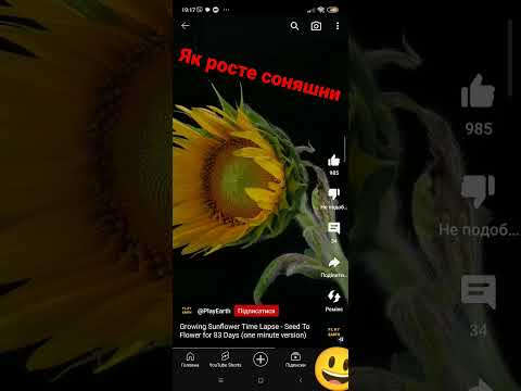 Як росте соняшник відео