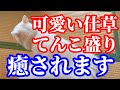 猫嫌いな人は絶対に見ないでください