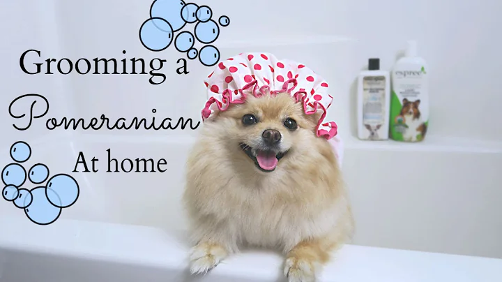 How to Groom a Pomeranian AT HOME! DIY for beginne...
